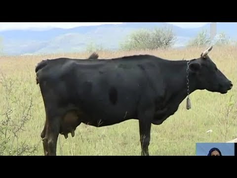 შემთხვევა ასპინძაში