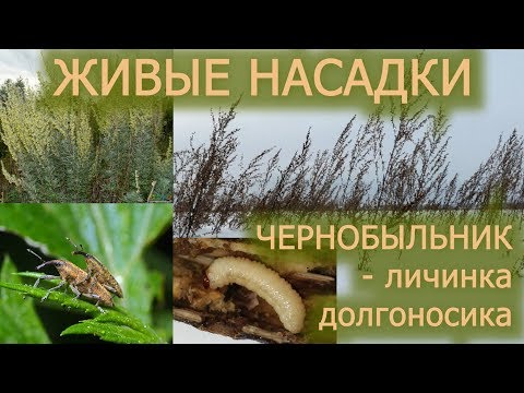 Chernobyl / weevil larva / live bait for fishing