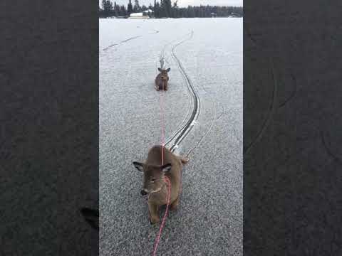 Man Saves Multiple Deer Stranded On Frozen Lake in Ontario