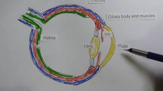 Eye 1, Anatomy