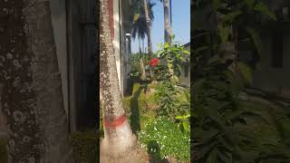 রাস্তার দু'পাশে নারিকেল গাছের সারি, পাশে ট্রেন যাওয়ার সময় ঝম ঝমাঝম শব্দ শুনতে বেশ চমৎকার লাগলো