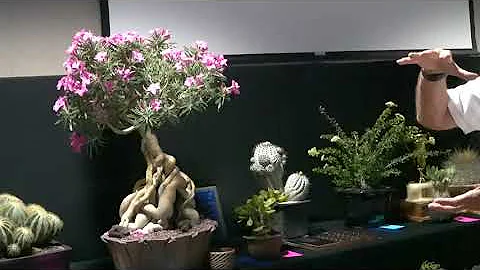 35th Inter-city Show.  Day 2: Trophy Table with Wo...