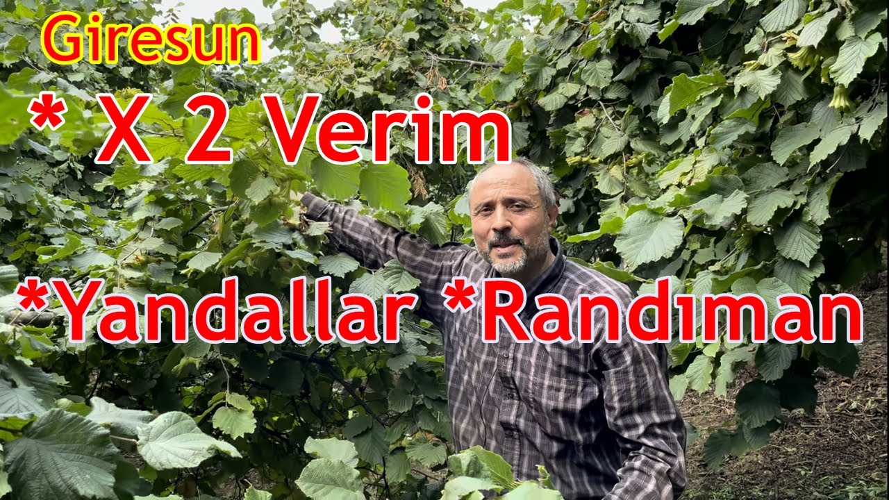 Giresun - Fındık Ocaklarında Gübreleme - Tutum - Dallardan Yan Dal Oluşturmak - Fındık Verim Gübresi