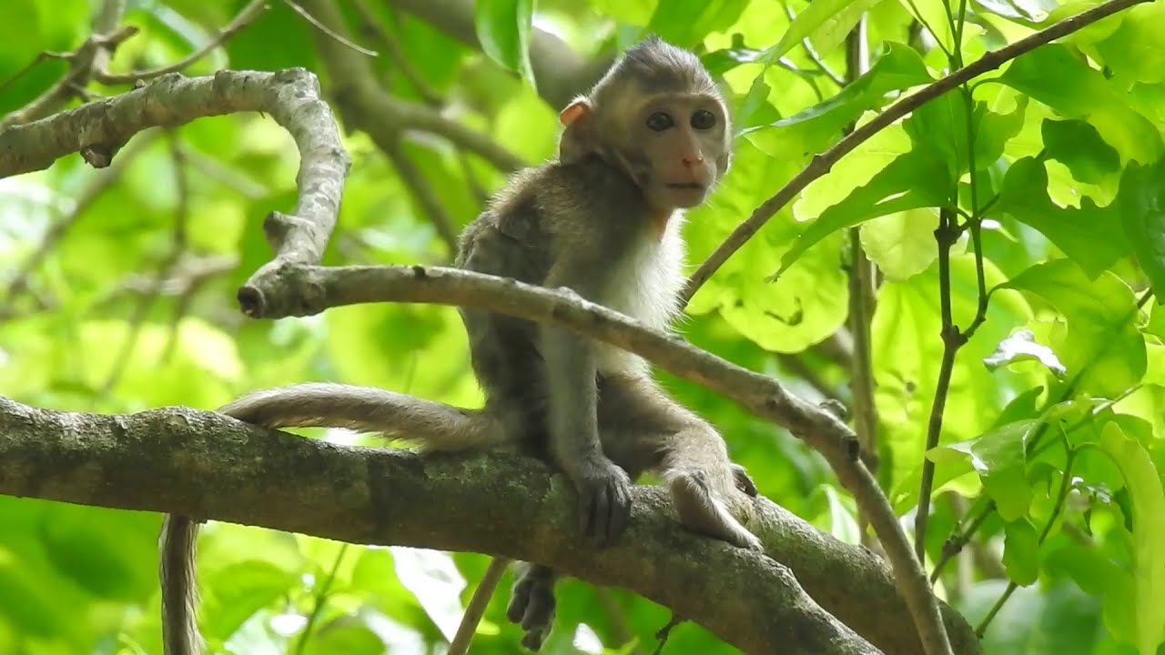 Jana monkey today , Special Day Jane Monkey Family Meeting , Cambodia monkey