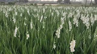 Gladiolus white flower