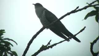 Cuckoo calling screenshot 2