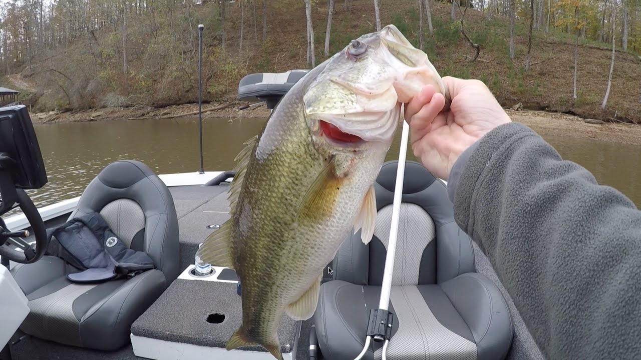 November Bass Fishing Wedowee, AL 2024