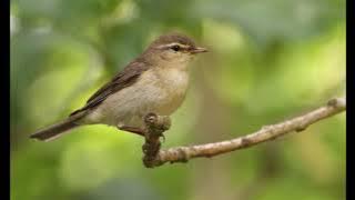 Willow warbler 1h bird sound