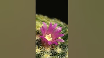 The birth of a flower on a cactus time lapse #shorts #timelapse #cactus