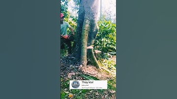 nghề thợ cưa: cưa cây gòn khổng lồ #videoviral