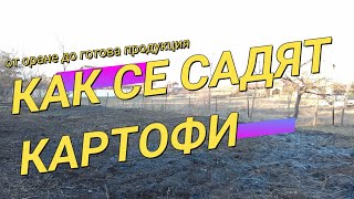 видео: Как и кога се садят картофи.Екологично отглеждане без никакви торове и никакви грижи.Хоби земеделие. картинка: Как и кога се садят картофи.Екологично отглеждане без никакви торове и никакви грижи.Хоби земеделие.