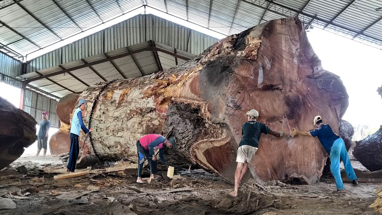 Lives are at stake in the process of sawing monster trembesi tree ...