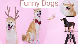 Funny and Beautiful dogs lovely animals