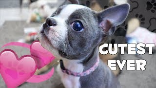 CUTEST UNBOXING EVER | March BarkBox 2018