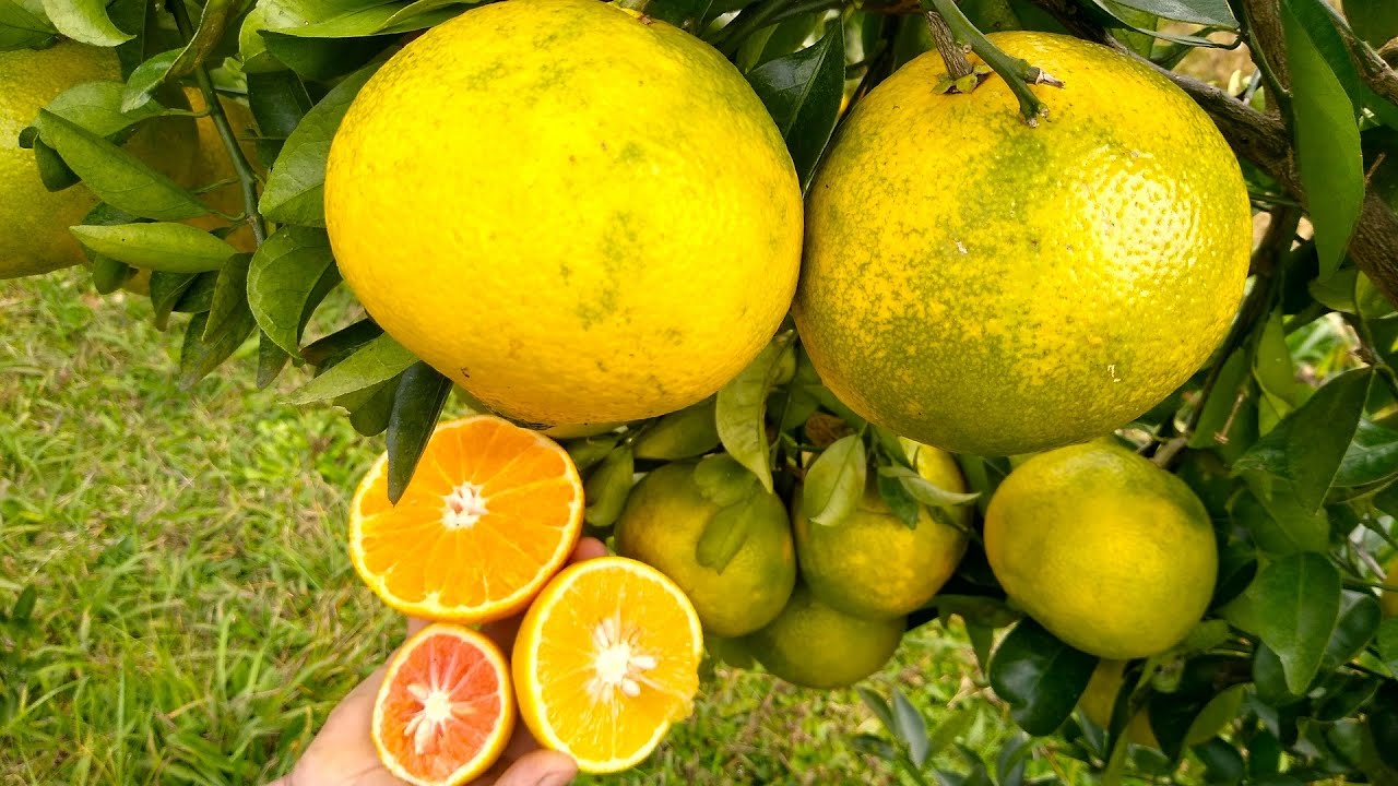 Que Tipo De Fruto A Laranja?