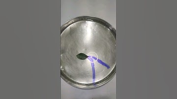 Leaf boat || Water ink experiment #shorts #experiment