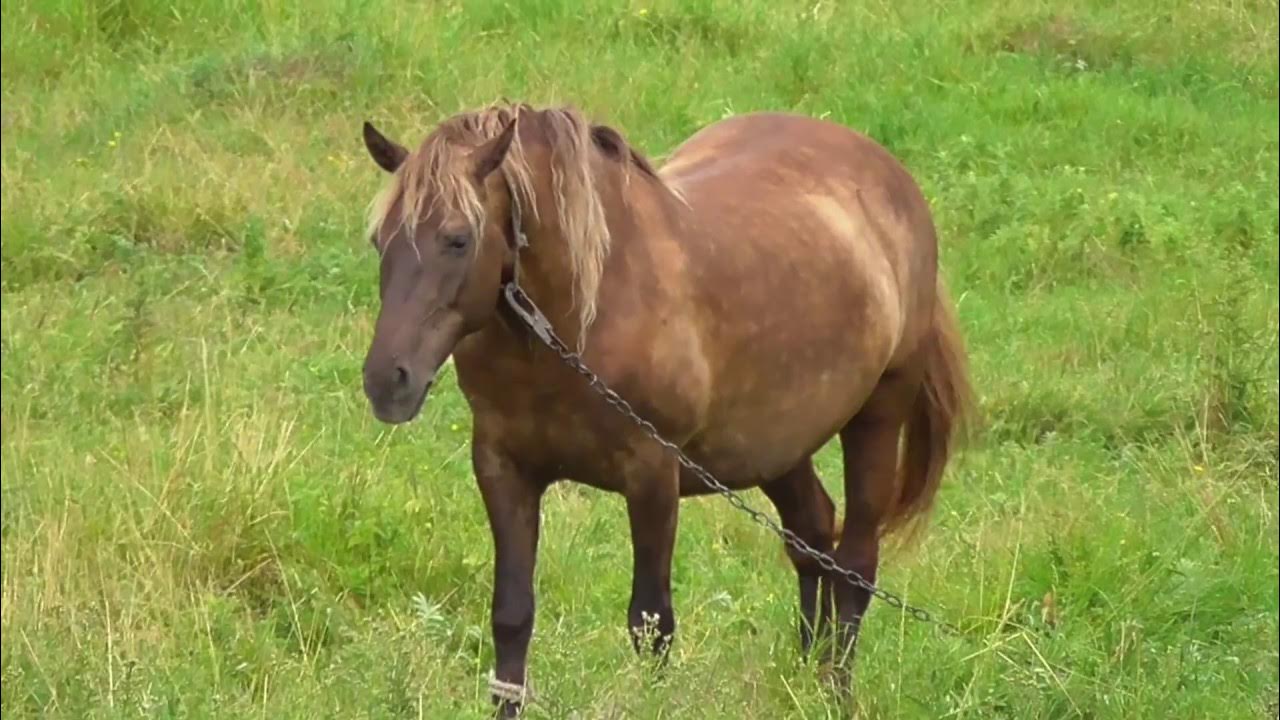 Молодая лошадь ремикс далеко далеко. Молодая лошадь. лошадь ускакала. лошадь на дереве. далеко далеко далеко ускакала в поле молодая лошадь.