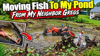 Moving Fish To My Pond From Neighbor Gregs
