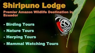 Ecuador Butterfly Trips in Ecuador: The Amazon Butterflies