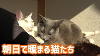 朝日を浴びて暖まる猫たち