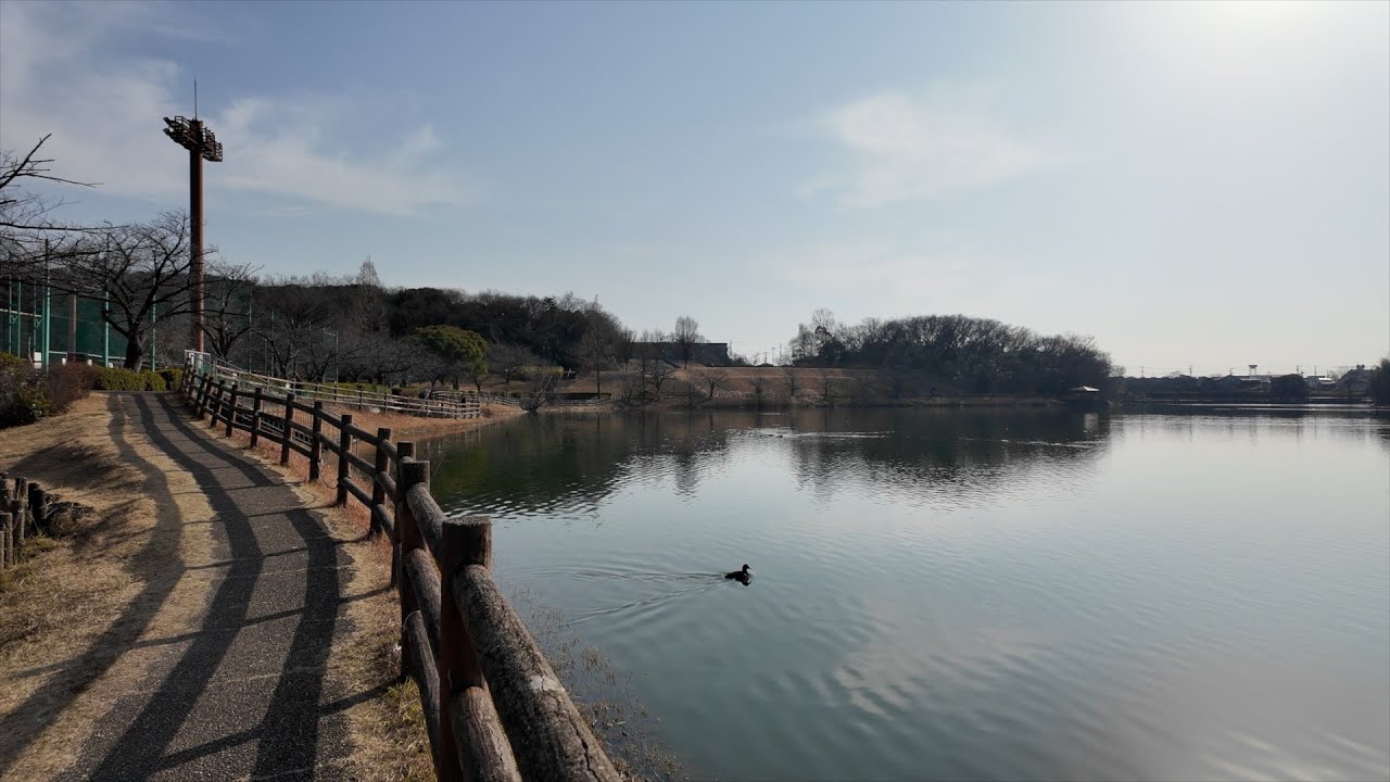 【新海池公園】冬の日差しの中で、池のまわりをゆっくり歩く｜2026-01-19