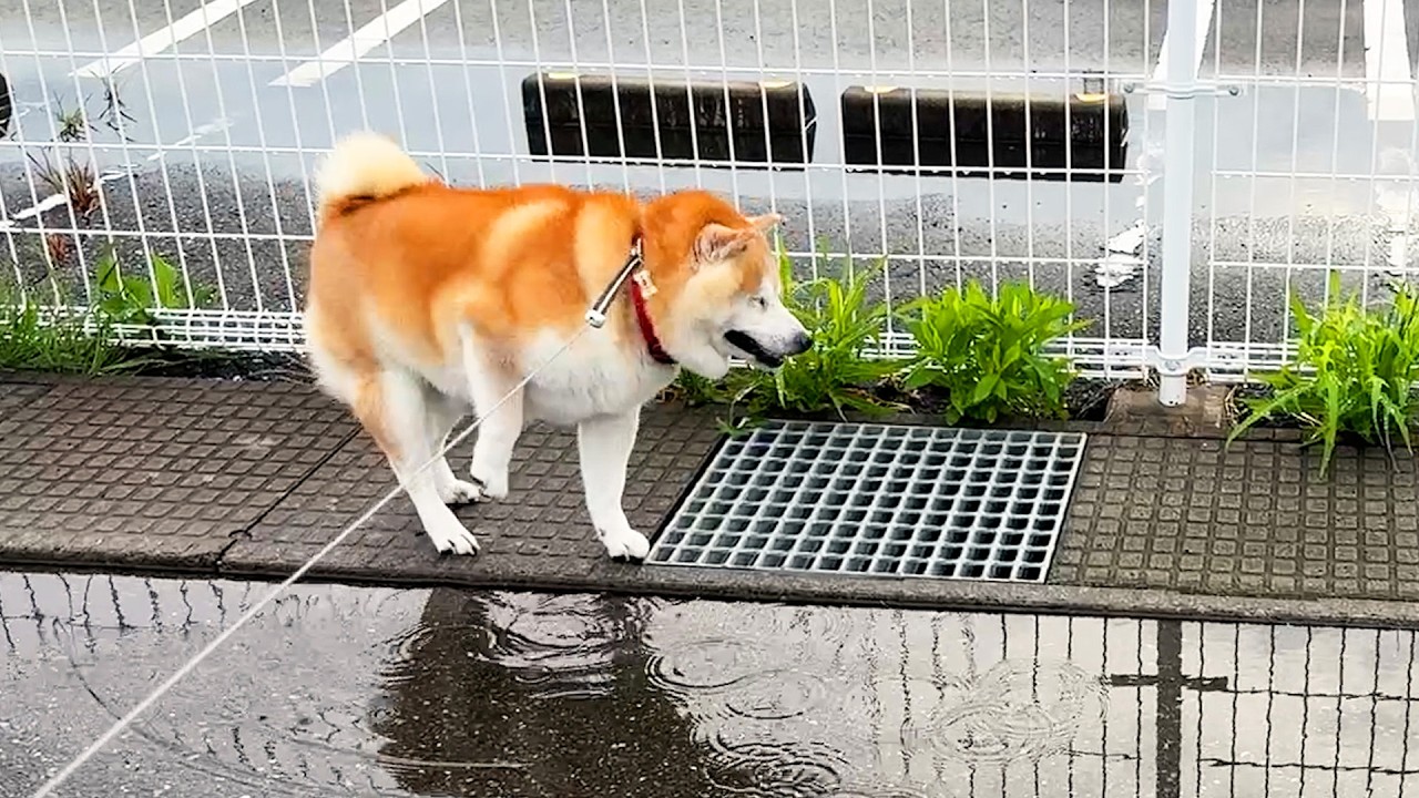 金網に気を取られて水たまりに浸かってしまい、足をビヨビヨさせながら飛び上がってしまう柴犬
