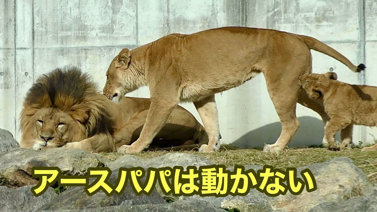 アースパパは動かないけれどシルクママとデンくんアルくんは動き回ります【のんほいパーク】Earth Silk Den Al Toyohashi Zoo 