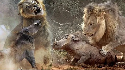 Two Warthog Hunt A Lion And Kill The Lion - DayDayNews