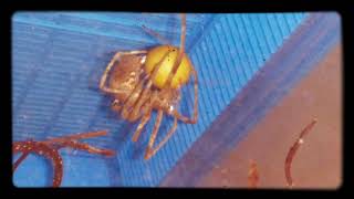 Female Of Deinopis Sp. Cameroon Building Ooteca. Pájaro Phaganax