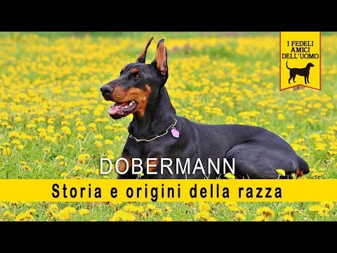 Video: La Storia Dell'origine Della Razza Di Cane Dobermann
