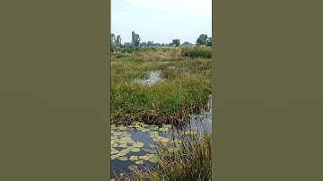 câu lure cá lóc - cá lóc đồng táp rê quá @utlevlog