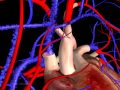 Herz und Blutkreislauf - Junior Animated Atlas