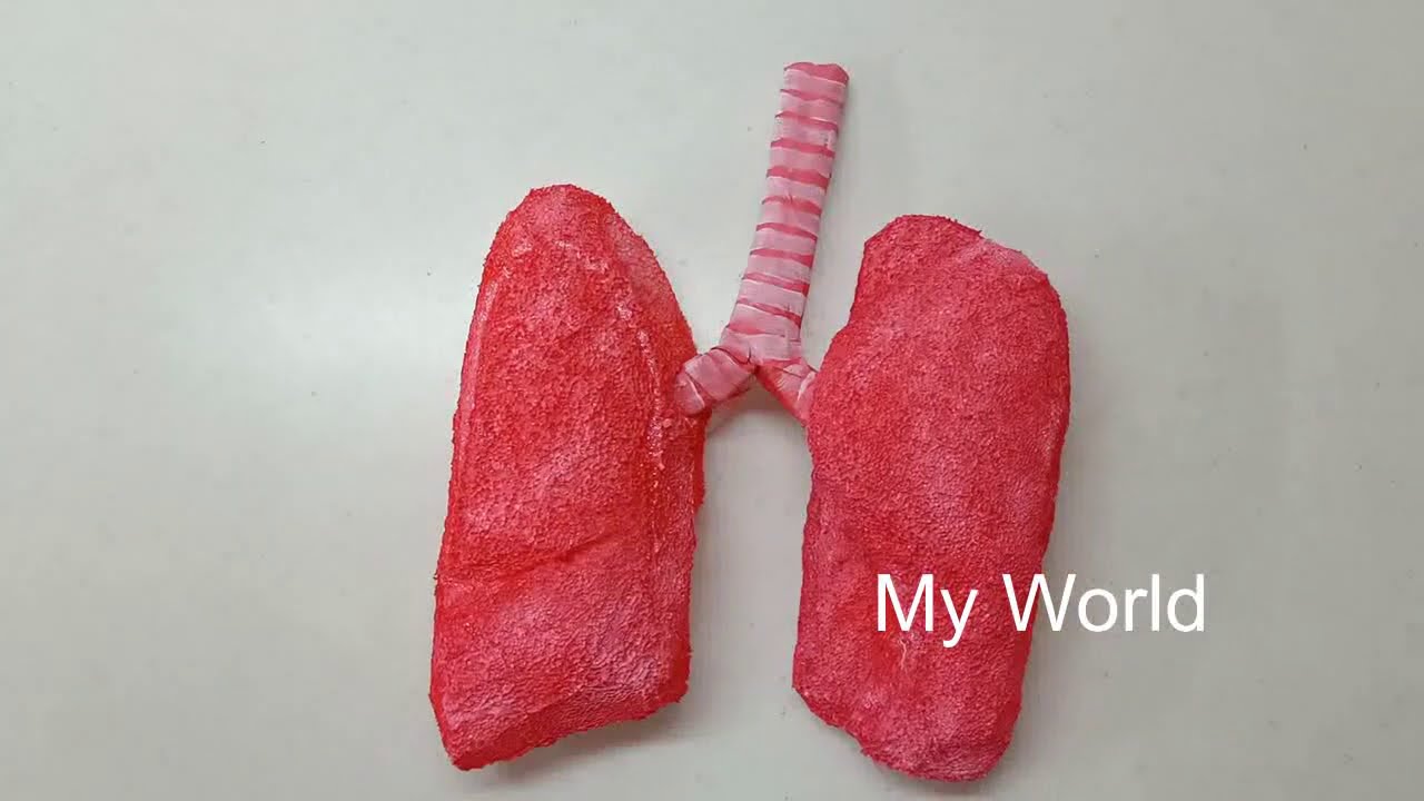 MODEL OF LUNGS (made out of foam and paper) SCHOOL PROJECT YouTube