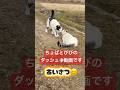 ちょぱとびびのダッシュ💨動画です。 #びびちょぱ #猫ダッシュ #catsdash #呼んだら帰ってくる #cats #猫のいる暮らし