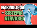 ✅ EMBRIOLOGÍA del SISTEMA NERVIOSO CENTRAL (Parte 1°)  🧠⚡