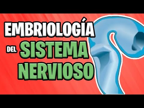 ✅ EMBRYOLOGY of the SYSTEM NERVOUS CENTRAL (Part 1st)  🧠⚡