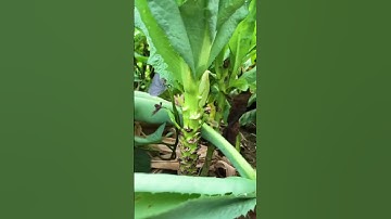 St 45805 mini rotary tillage and ridging all-in one tree 🌲 short view#subscribe