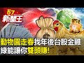 「動物園走春」尋找年後台股小金雞！ 綠能讓你「雙頭賺」！-【57新聞王 精華篇】20240202-2