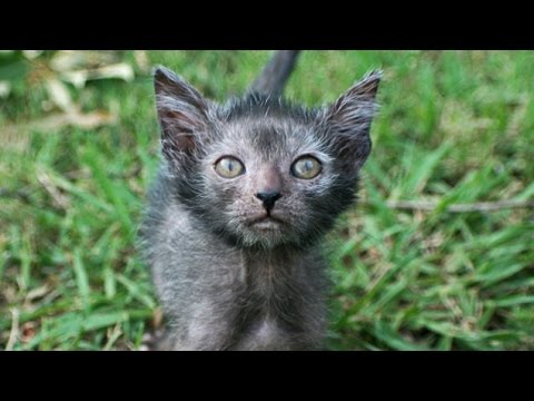 werewolf cats pictures