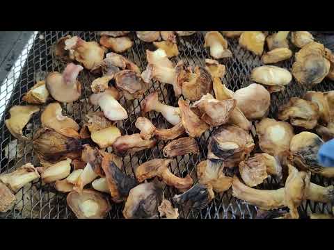 Сушка грибов - #маслята, вся #правда и ужас.