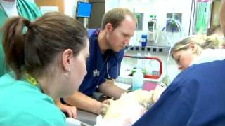 Veterinary emergency care: Bringing it all together