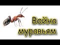 Самый простой способ как избавиться от муравьев на садовом участке без химии