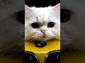 cat aura #latest #