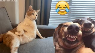 Funniest Cats 🐱and Dogs 🐕 2024 | Funny Animals Videos 😂 #funny #animals #cats #dogs