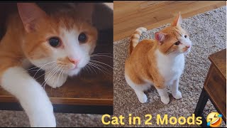 My Cat has Two Moods 🤣 Funny Cat Videos will Make you Laugh 😂 Watch till the End 😁 by Namira Taneem 🇨🇦 1,343 views 3 weeks ago 22 minutes