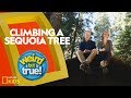 Tree Species and Filming Adventures