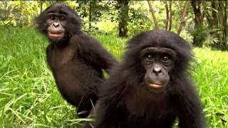 Bonobos - Bande Annonce Hd (Sortie Le 30 Mars 2011)