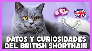 BRITISH SHORTHAIR: Todo lo que Hay que Saber sobre este Gato