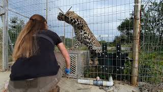 How to train a leopard? Grumpy leopard Mo acts very aggressive when being fed, can we change that?