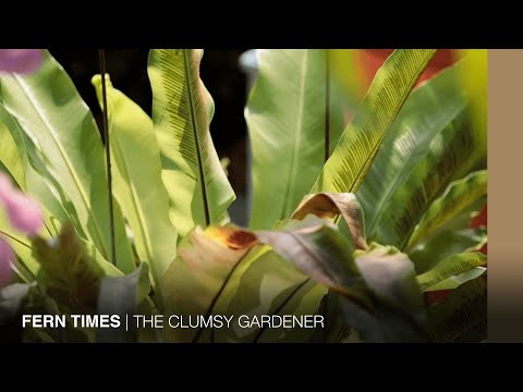 Video: Transplanting Staghorn Fern - Kapan Repot Tanaman Staghorn Fern